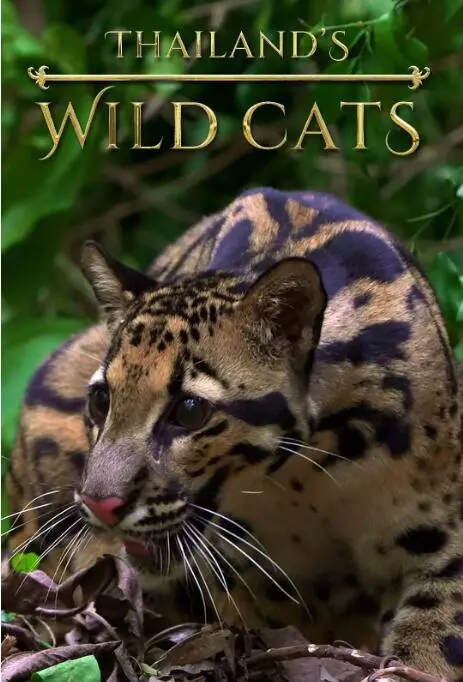 《泰国野生猫科》：揭秘丛林秘境，探寻神秘猫族，感受不一样的动物世界！