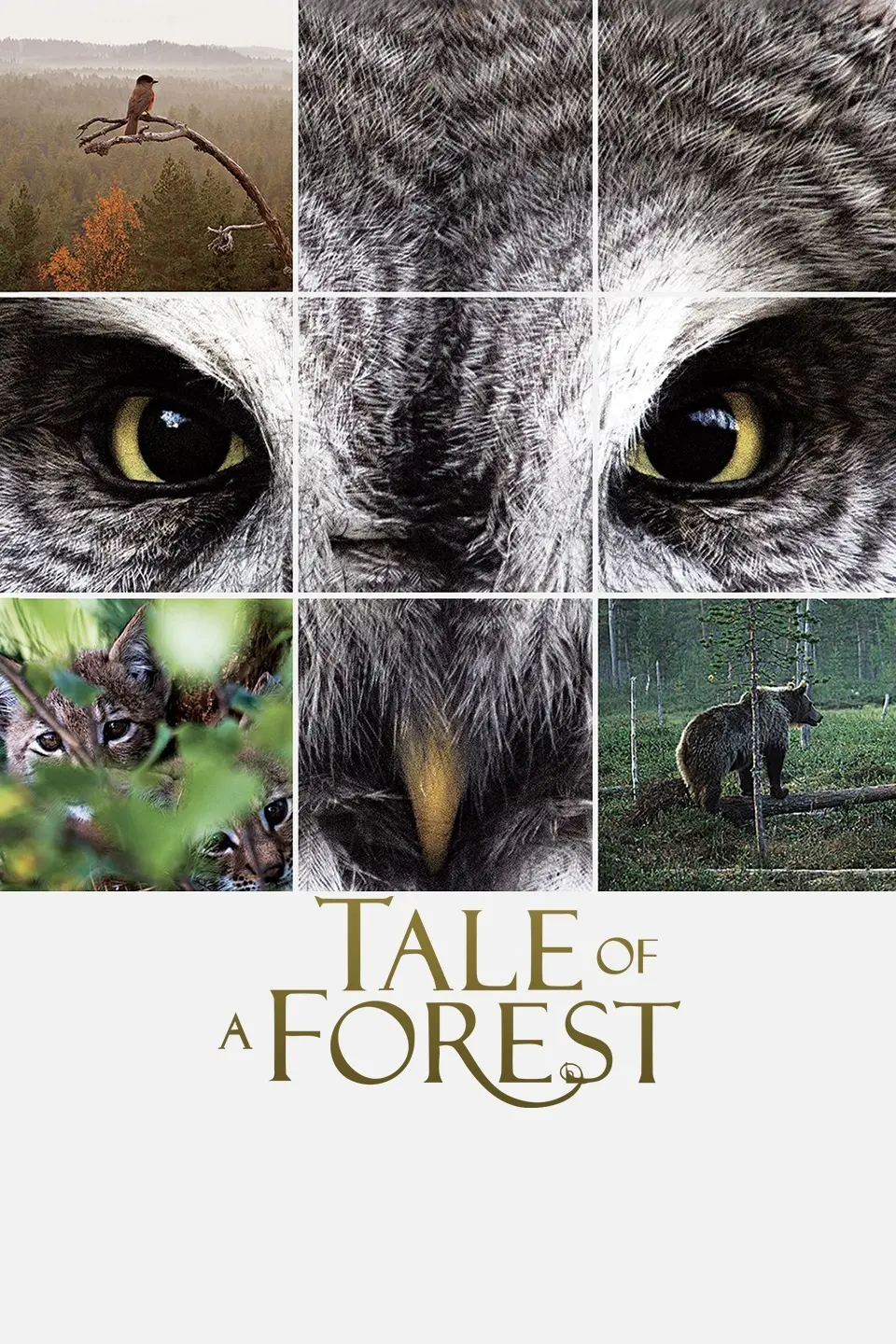 《森之传说》：探索灵魂深处的性别张力与情感纠葛，一部关于身份认同与自我救赎的奇幻史诗